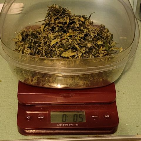 Granddaddy Purple growlog timeline photo