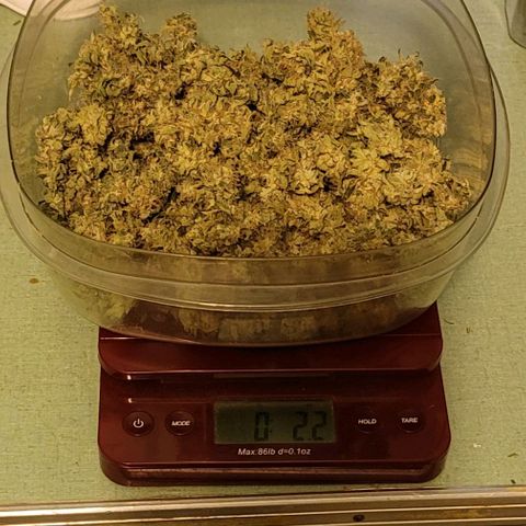 Granddaddy Purple growlog timeline photo
