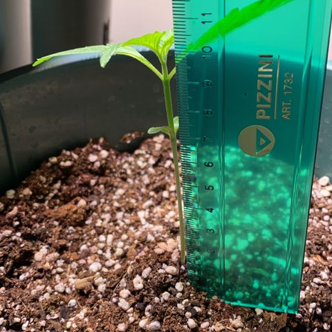 BSF XXL Auto #1 growlog timeline photo