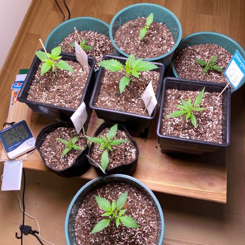 BSF XXL Auto #1 growlog photo: Seguimiento primera tanda.