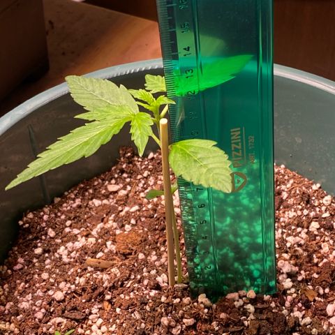 BSF XXL Auto #1 growlog photo: Viene con potencial 
