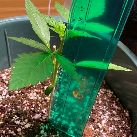 BSF XXL Auto #1 growlog timeline photo