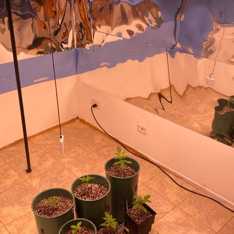BSF XXL Auto #1 growlog timeline photo