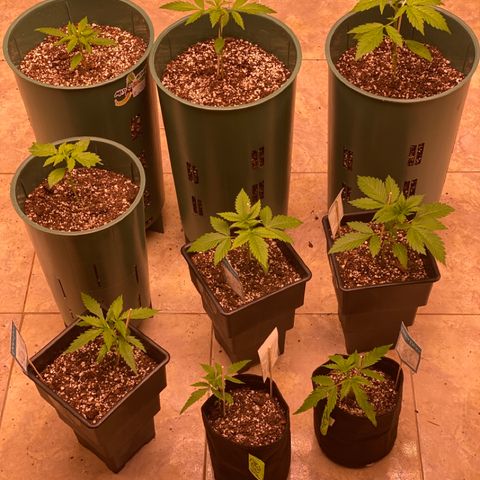 BSF XXL Auto #1 growlog photo: Panorama general
Aaah si nvm. 