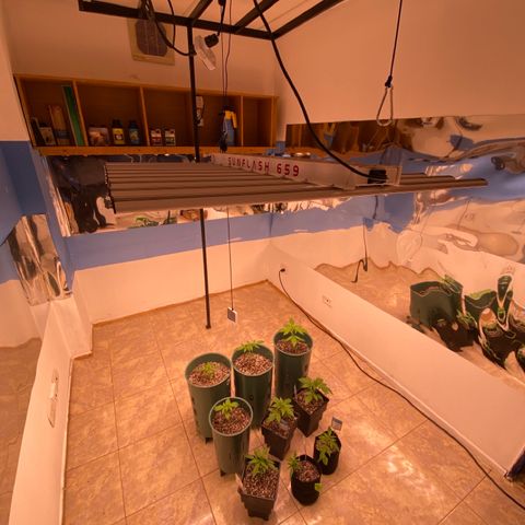 BSF XXL Auto #1 growlog timeline photo