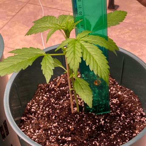 BSF XXL Auto #1 growlog timeline photo