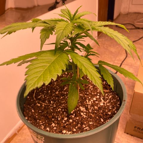 BSF XXL Auto #1 growlog timeline photo