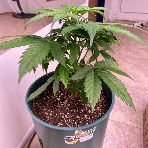 BSF XXL Auto #1 growlog timeline photo