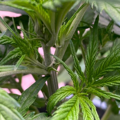 BSF XXL Auto #1 growlog photo: Se empiezan a notar Pistilos
