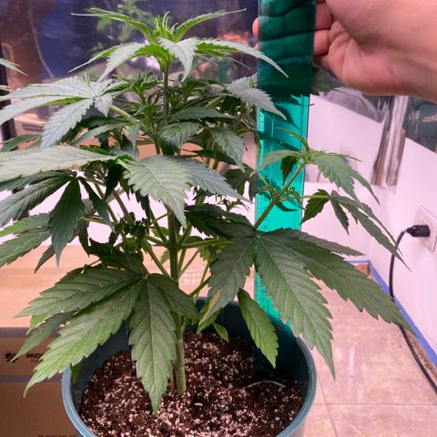 BSF XXL Auto #1 growlog timeline photo