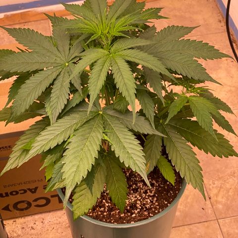 BSF XXL Auto #1 growlog timeline photo