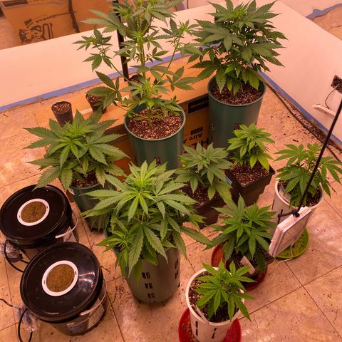 BSF XXL Auto #1 growlog photo: El Indoor completo con las nuevas incorporaciones en Hidro y Coco Quizás.