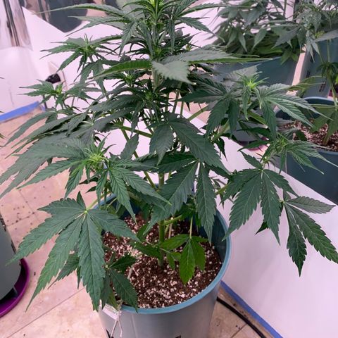 BSF XXL Auto #1 growlog timeline photo