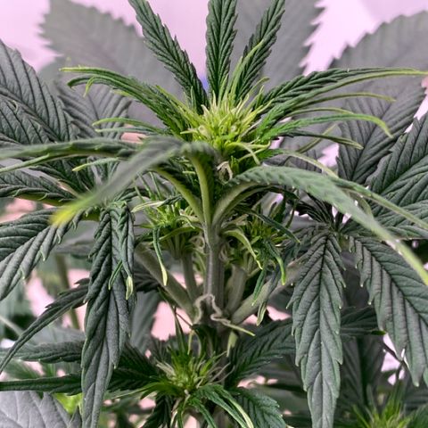 BSF XXL Auto #1 growlog timeline photo