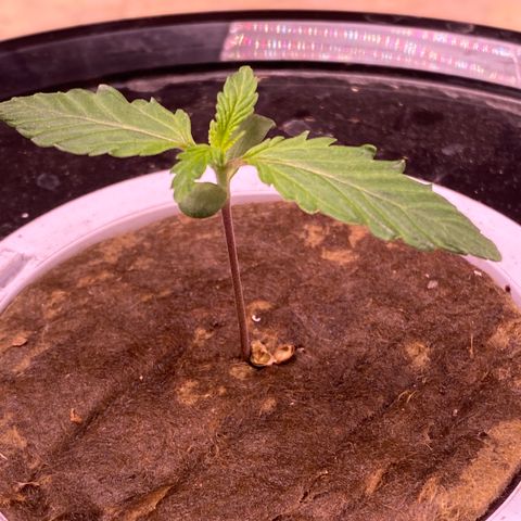 Hidro AK #1 growlog timeline photo