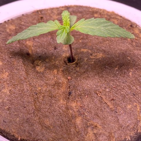 Hidro AK #2 growlog timeline photo