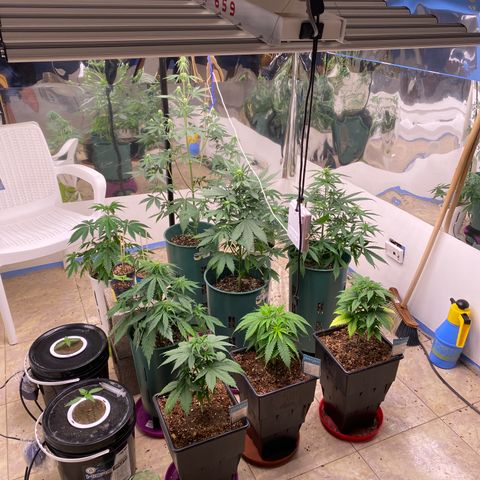 BSF XXL Auto #1 growlog timeline photo