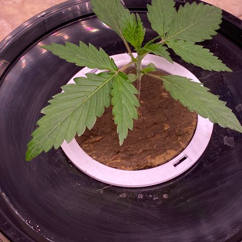 Hidro AK #1 growlog timeline photo