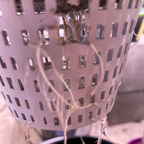 Hidro AK #1 growlog photo:  Se fotografían las raíces para demostrar la evolución. Es bastante considerable cómo comenzaron a desarrollarse. 