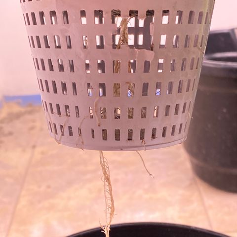 Hidro AK #2 growlog timeline photo