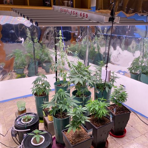 BSF XXL Auto #1 growlog timeline photo