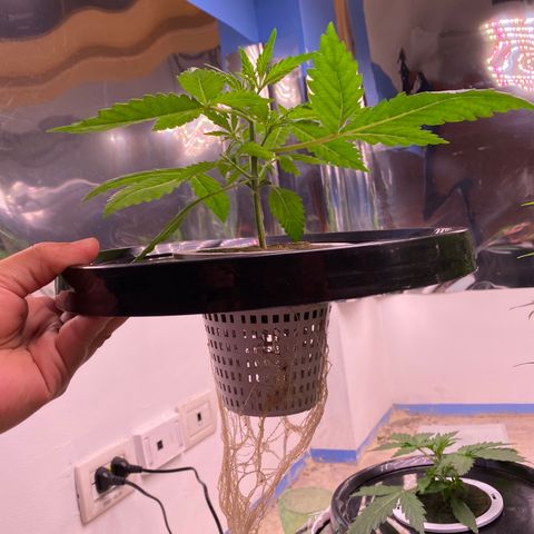 Hidro AK #1 growlog timeline photo
