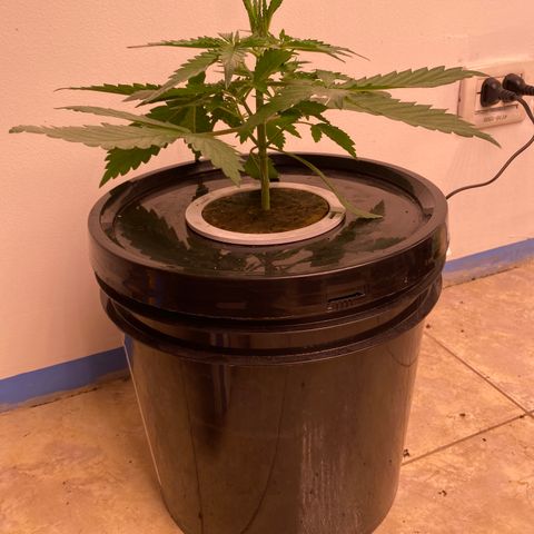 Hidro AK #1 growlog timeline photo