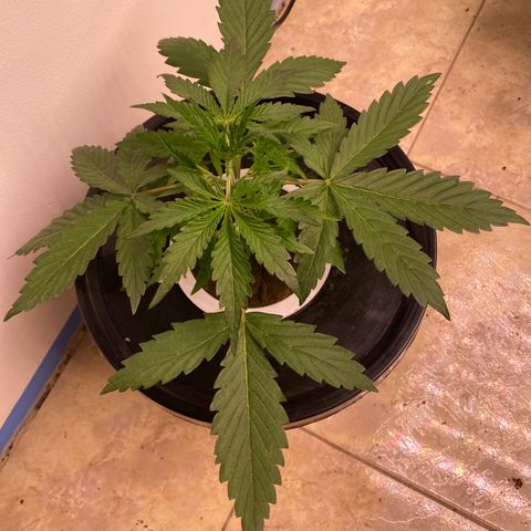 Hidro AK #1 growlog timeline photo