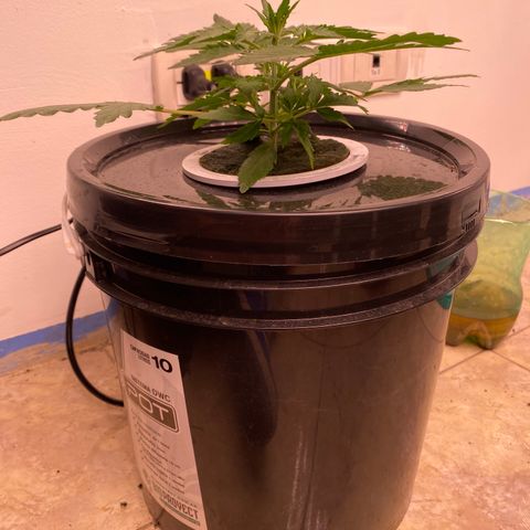 Hidro AK #2 growlog timeline photo