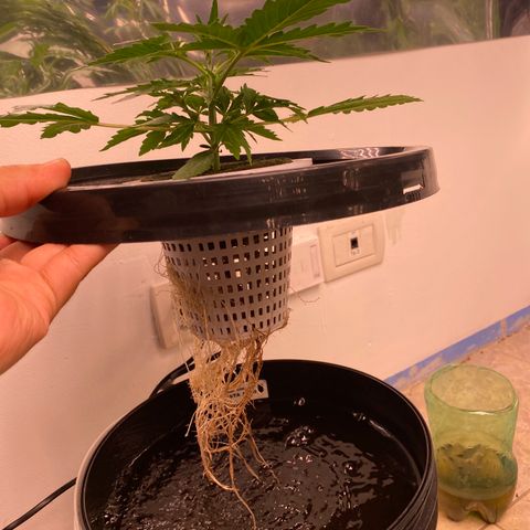 Hidro AK #2 growlog timeline photo