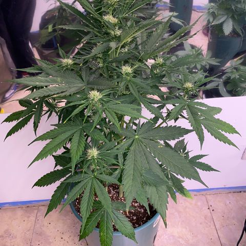 BSF XXL Auto #1 growlog timeline photo