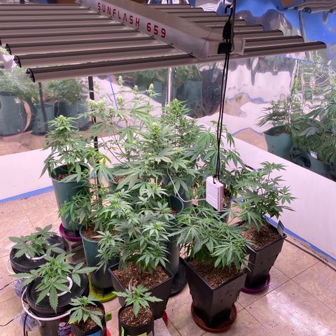 BSF XXL Auto #1 growlog timeline photo
