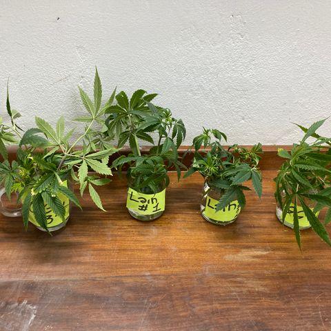 BSF XXL Auto #1 growlog photo: Se quejó por primera vez todas las plantas feminizadas.