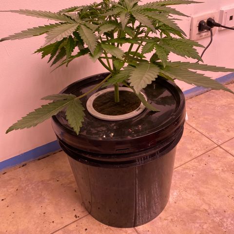 Hidro AK #1 growlog timeline photo