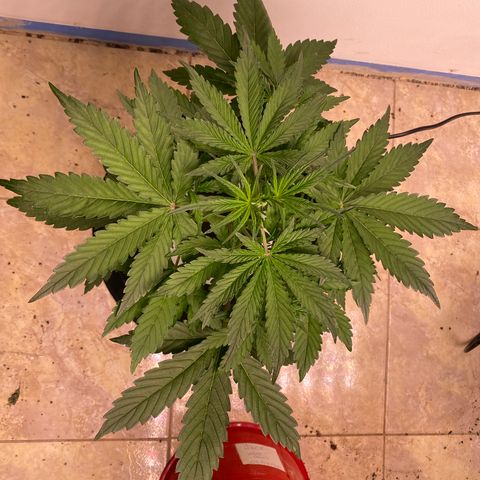 Hidro AK #1 growlog timeline photo
