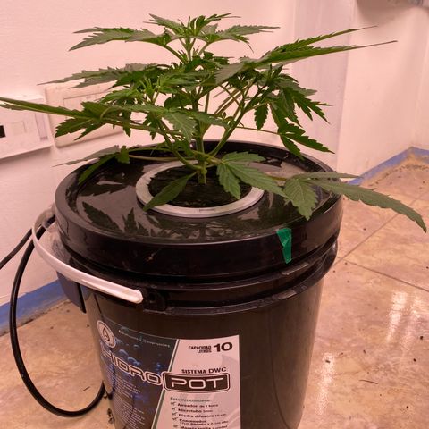 Hidro AK #2 growlog timeline photo
