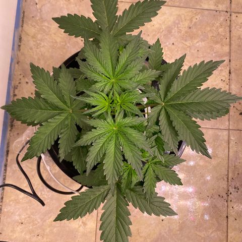 Hidro AK #2 growlog timeline photo