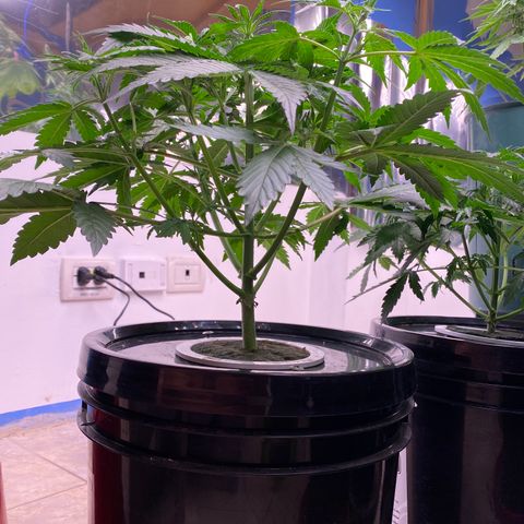 Hidro AK #1 growlog timeline photo