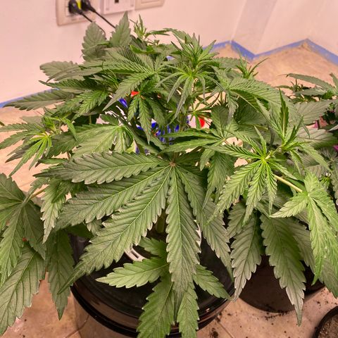 Hidro AK #1 growlog timeline photo
