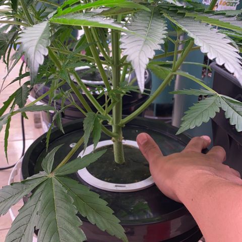 Hidro AK #1 growlog timeline photo