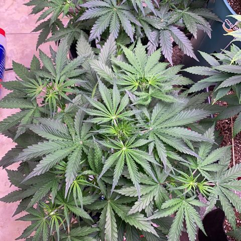 Hidro AK #1 growlog timeline photo