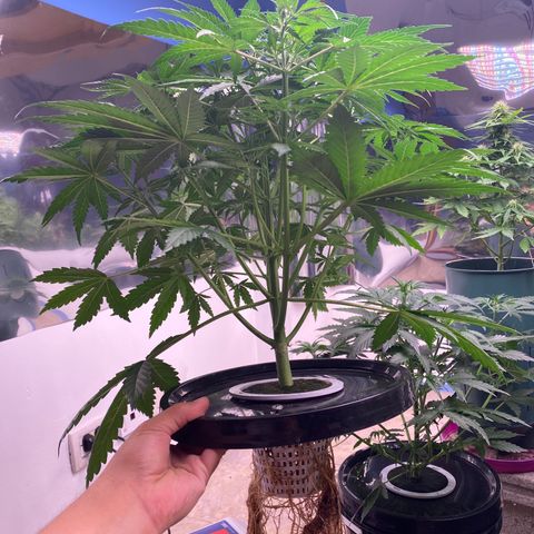 Hidro AK #1 growlog timeline photo