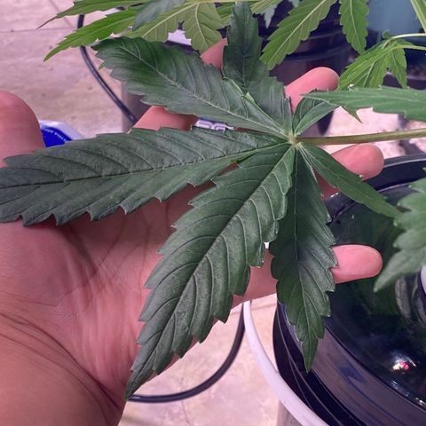 Hidro AK #1 growlog timeline photo