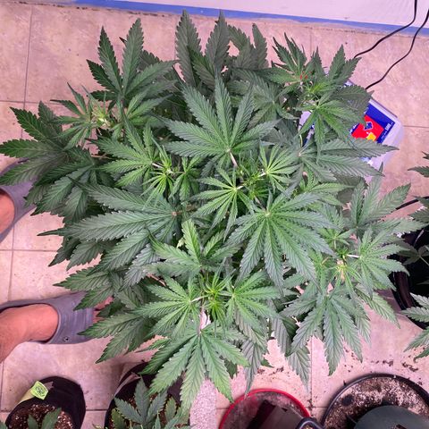 Hidro AK #1 growlog timeline photo