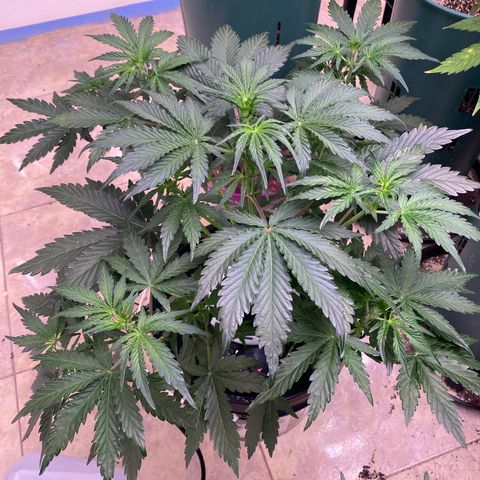 Hidro AK #2 growlog timeline photo
