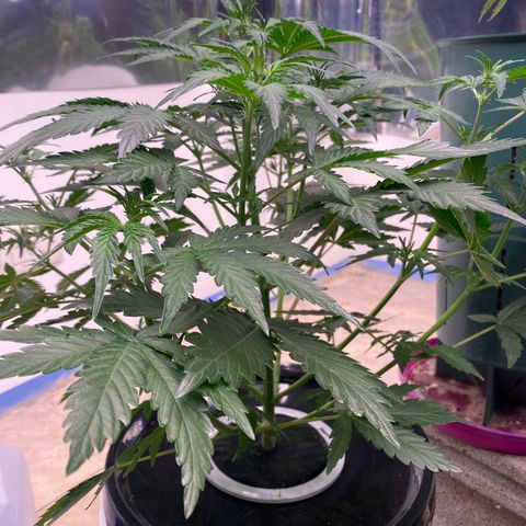 Hidro AK #2 growlog timeline photo
