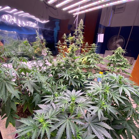BSF XXL Auto #1 growlog timeline photo