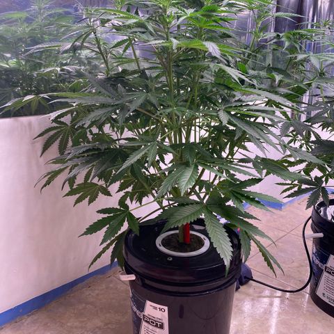 Hidro AK #1 growlog timeline photo