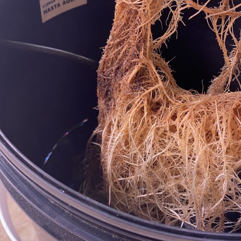 Hidro AK #1 growlog timeline photo