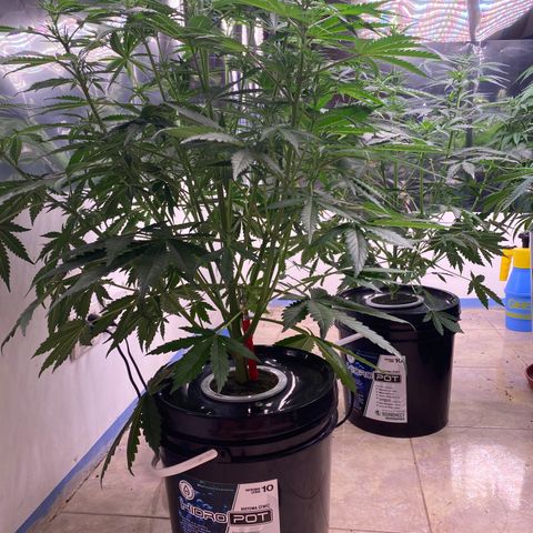 Hidro AK #1 growlog timeline photo